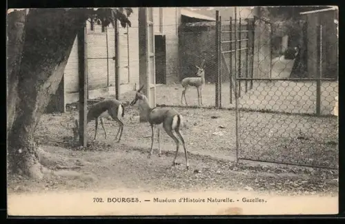 AK Bourges, Muséum d`Histoire Naturelle, Gazelles