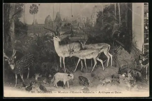AK Bourges, Muséum d`Histoire Naturelle, Antilopes et Daim