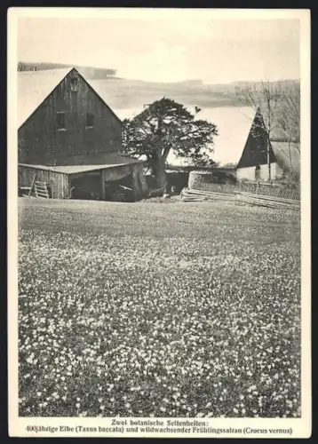 AK Drebach im sächs. Erzgebirge, 400jährige Eibe, wildwachsender Frühlingssafran