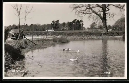 AK Botley, Goose, Pond, Street and Car