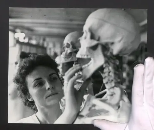 Fotografie Helmut Raddatz, Berlin-Weissensee, Medizin, Biologiemodellmacherin prüft anatomische Skelette, 27 x 23cm