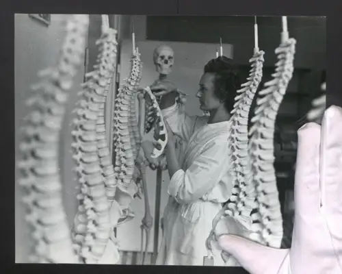 Fotografie Helmut Raddatz, Berlin-Weissensee, Biologiemodellmacherin bearbeitet Brustbein eines Skelettes, Medizin