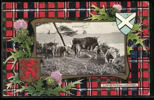 AK Edinburgh, Evensong, Cows, Tartan Cameron of Lochiel