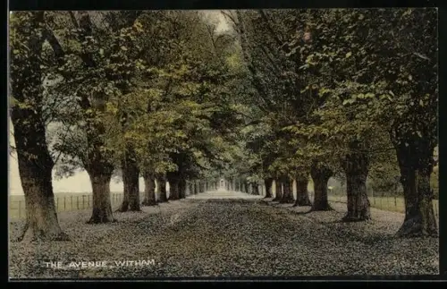 AK Witham, The Avenue