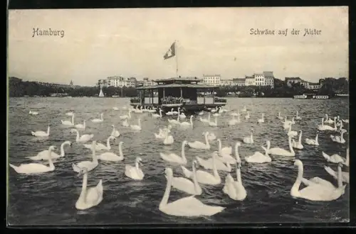 AK Hamburg, Schwäne auf der Alster