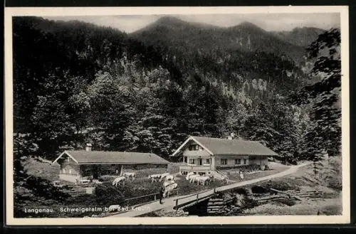 AK Kreuth /Tegernsee, Langenau, Café Schweigeralm mit Kühen, Bes. G. A. Steger