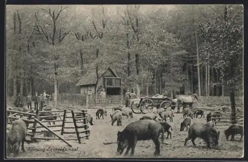 AK Göhrde, Körnung Leopoldinsel, Wildschweine in einem Gehege