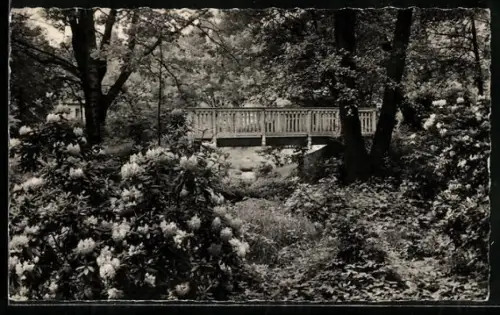 AK Senftenberg /Niederlausitz, Stadtpark