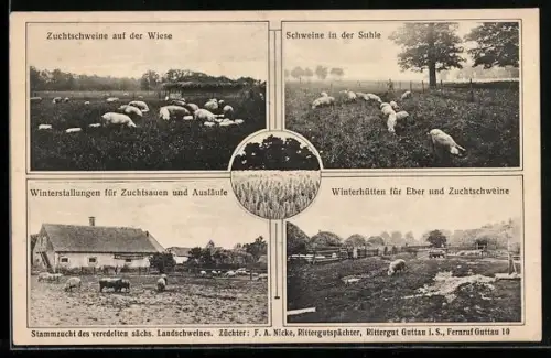 AK Guttau, Schweinzuchtbetrieb des Rittergutspächters F. A. Nicke