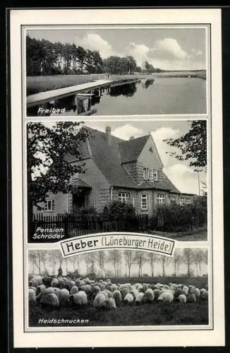 AK Heber /Lüneburger Heide, Pension Schröder, Freibad, Heidschnucken