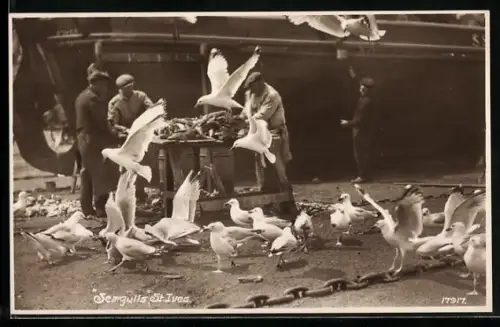 AK St. Ives, Seagulls