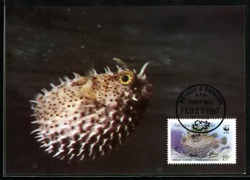 Maximum-AK Der Gezäumte Igelfisch in einer Nahaufnahme