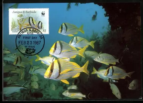 Maximum-AK Ein Schwarm von Schweinsfischen