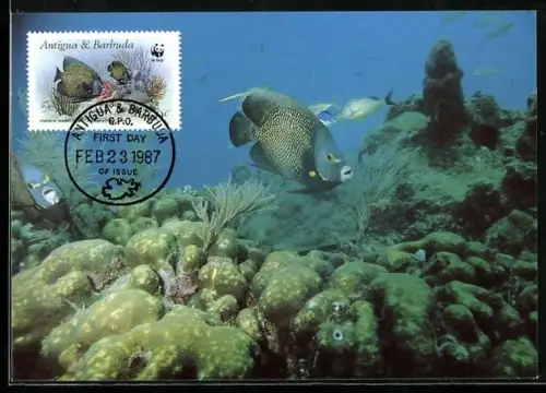 Maximum-AK Französische Kaiserfische in einem Riff