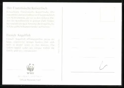 Maximum-AK Französische Kaiserfische in einem Riff