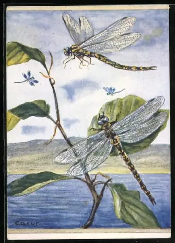 Künstler-AK Carus: Libellen an einer Pflanze am Wasser
