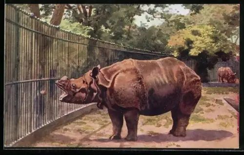 AK London, Zoological Gardens, Rhinoceros, Rhinozeros im Gehege