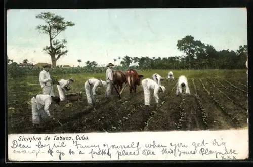 AK Cuba, Siembra de Tabaco, Aussat der Tabakpflanzen