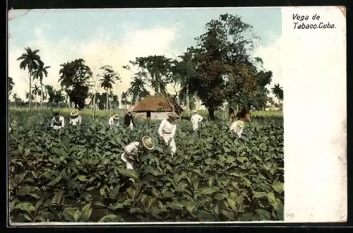AK Tabaco, Vega, Ernte auf dem Feld