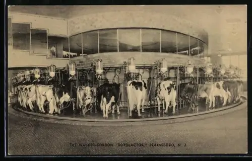 AK Plainsboro, Reklame f. Milchviehmelkanlage The Walker-Gordon Rotolactor