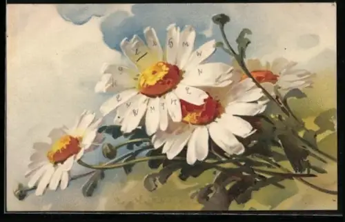 Künstler-AK Catharina Klein: Blühende Margeriten