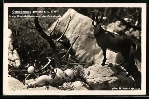 AK Gemsennest auf dem Gamskogel, Gems schlüpft aus Ei