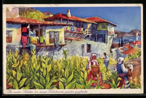 AK Melnik, Frauen pflücken die ersten Blätter der neuen Tabakernte