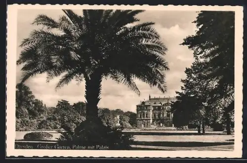 AK Dresden, Grosser Garten, Palme mit Palais