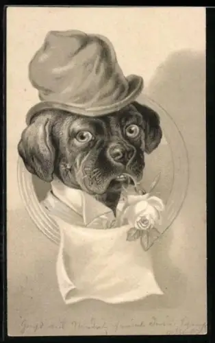 Präge-AK Hund mit Hemd und Hut trägt eine weisse Rose im Mund