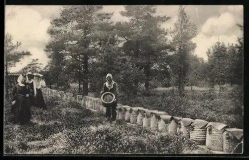 AK Visselhövede /Lüneburger Heide, Fliegende Lagt der Familie Wilh. Böhling, Imkerei