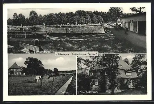 AK Bispingen /Lüneburger Heide, Schwimmbad, Luhetal, Wacholderhof