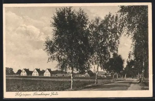 AK Bispingen /Lüneburger Heide, Ortspanorama, Allee