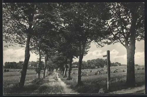AK Fallingbostel /Adolfsheide, Allee in der Heide