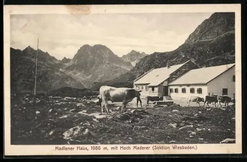 AK Madlener Haus 1986m mit Hoch Maderer, Kühe