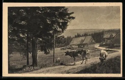 AK Alte Proxenbaude in Jakobstal, Kühe vor der Berghütte