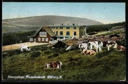 AK Wosseckerbaude /Riesengebirge, Kuhweide vor der Baude
