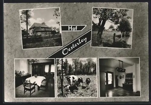 AK Steinkenhöfen-Bispingen /Lüneburger Heide, Hof Oesterley, Kühe auf einer Wiese