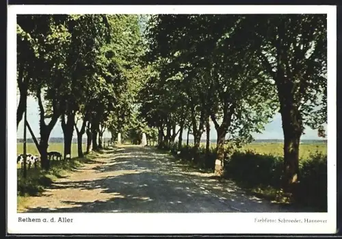 AK Rethem a. d. Aller, Partie in einer Allee