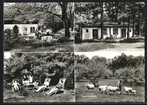 AK Bispingen /Soltau, Müttergenesungsheim Wacholderhof, Liegewiese, Heidelandschaft