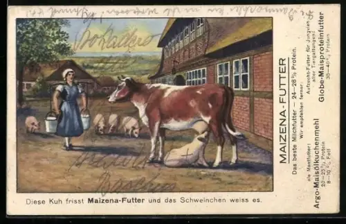AK Reklame, Maizena-Futter, Schwein saugt am Euter einer Kuh