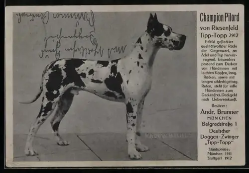 AK München-Schwabing, Stattliche Zucht-Dogge Champion Pilord, Bes. Andr. Brunner, Belgradstrasse 1