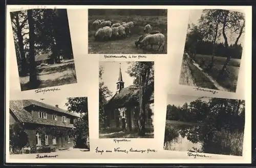 AK Wense /Lüneburger Heide, Kapelle, Gasthaus, Heidschnucken