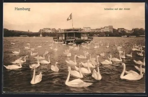AK Hamburg, Schwäne auf der Alster