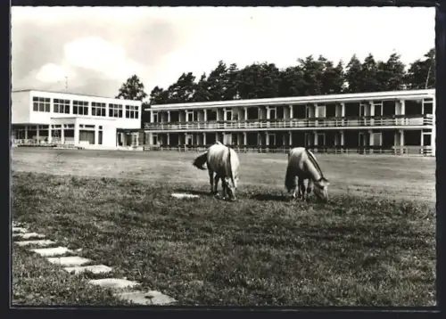 AK Walsrode /Han., Schulungs- und Erholungsheim der Deutschen Postgewerkschaft GmbH, Zwei Pferde