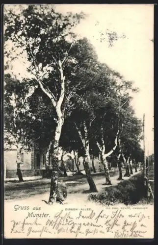 AK Munster, Birken-Allee