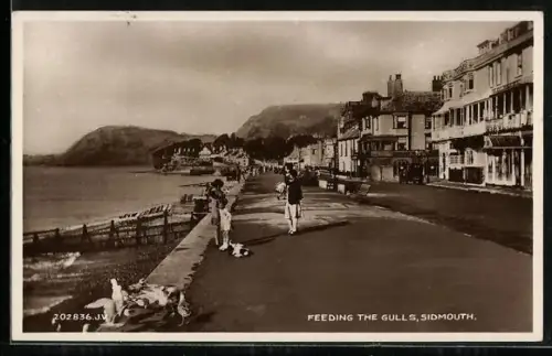 AK Sidmouth, Feeding the Gulls