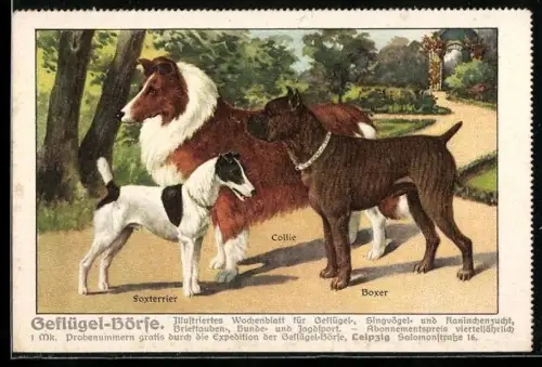 AK Zeitung Geflügel-Börse, Foxterrier, Collie und Boxer