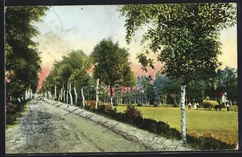 AK Worpswede, Birkenallee, Landschaft mit Weide und Kühen