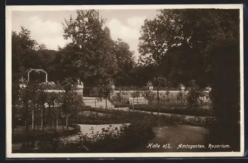 AK Halle a /S., Amtsgarten, Rosarium