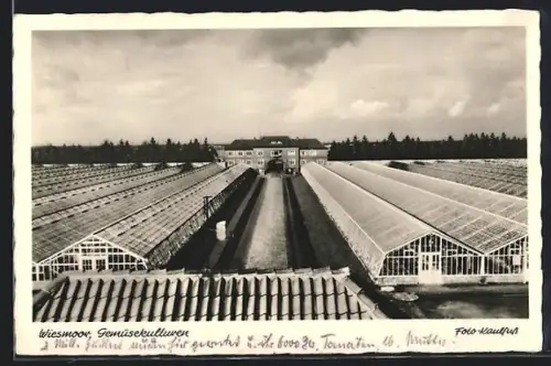 AK Wiesmoor, Gemüsekulturen mit Gewächshäusern